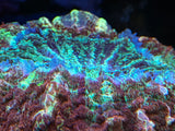Multicolor Acanthophyllia Deshayesiana Coral