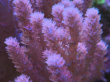 Purple Kenya Tree Leather Coral