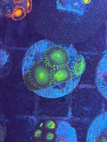 Assorted ECC Aquacultured Frags