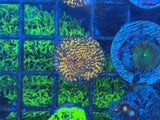 Assorted ECC Aquacultured Frags