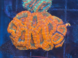 ECC Grade A Red Micromussa (Acanthastrea) Lordhowensis Coral