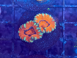 ECC Grade A Red Micromussa (Acanthastrea) Lordhowensis Coral