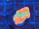 Sunfire Grafted Montipora Coral