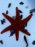 Red Black Fromia Sea Star