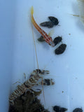 Yasha Shrimp Goby