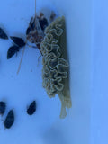 Lettuce Nudibranch