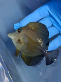 Scopas Tang