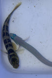 Blue Gudgeon Goby