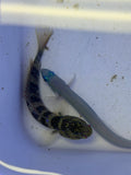 Pink Spotted Watchman Goby