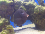 Powder Black (White Cheek) Tang