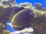 Powder Black (White Cheek) Tang