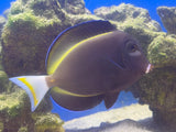 Powder Black (White Cheek) Tang