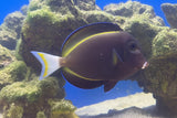 White Cheek Tang