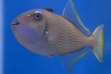 Blue Throat Triggerfish