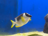 Magnificent Foxface Rabbitfish