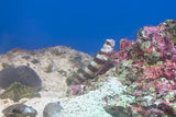 Wheeler’s Watchman Goby