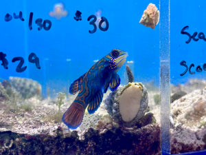 Mandarin Dragonet