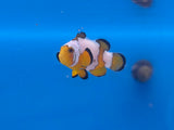 Mocha Storm Ocellaris Clownfish