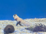 Orange Spotted Shrimp Goby