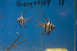 Banggai Cardinalfish