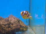 Spotcinctus Clownfish