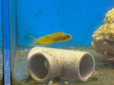 Yellow Canary Blenny