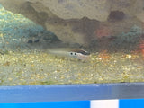 Two Spot Bimaculatus Blenny