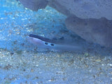 Two Spot Bimaculatus Blenny