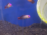 Purple Firefish Goby