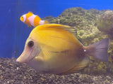 Scopas Tang