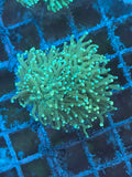 Green Tip Green Torch Coral