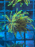 Hellfire Gold Torch Coral