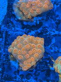 Hi-C Cyphastrea Coral