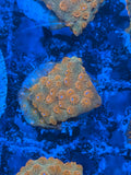 Hi-C Cyphastrea Coral