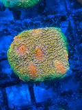 Mummy Eye Chalice Coral