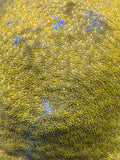 Do-Si-Do Psammocora Coral