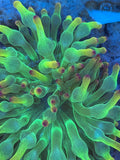ECC Holy Grail Bubble Tip Anemone