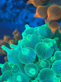 Green Bubble Tip Anemone