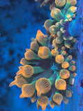 Rainbow Bubble Tip Anemone
