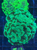 Green Branching Hammer Coral