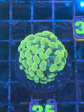 Rose Gold Hammer Coral