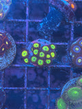 Mean Green Zoanthids Coral