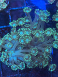 Blue Center Green Alveopora Coral