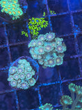 Pink Center Green Alveopora