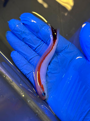 Skunk Tilefish