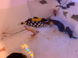 Clown Triggerfish