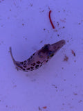 Leopard Toby Pufferfish