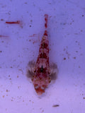 Red Starry Scooter Blenny