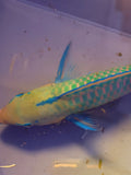 Quoyi Parrotfish