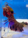Peacock Mantis Shrimp
